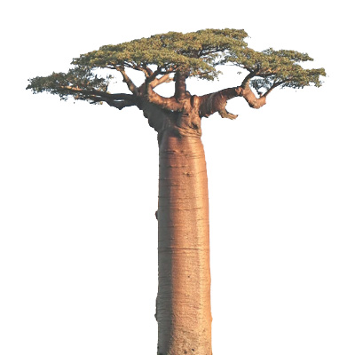 Baobab
