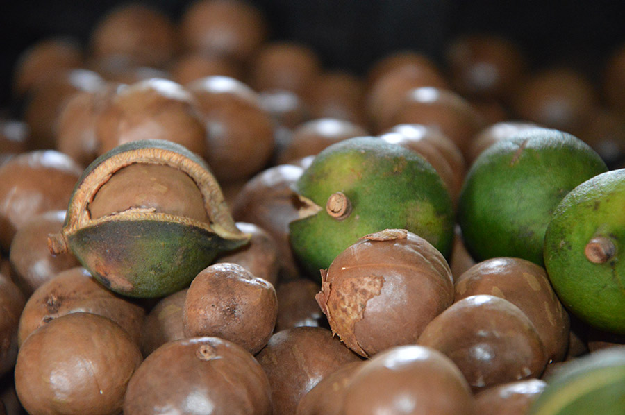 macadamia
